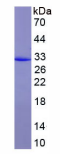 Recombinant Matrix Metalloproteinase 13 (MMP13)