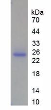 Recombinant Matrix Metalloproteinase 13 (MMP13)