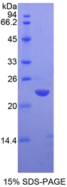 Recombinant Matrix Metalloproteinase 13 (MMP13)