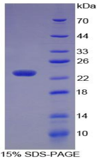 Recombinant Matrix Metalloproteinase 3 (MMP3)