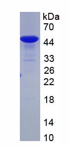 Recombinant Matrix Metalloproteinase 3 (MMP3)