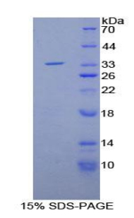 Recombinant Matrix Metalloproteinase 7 (MMP7)