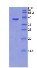 Recombinant Matrix Metalloproteinase 8 (MMP8)