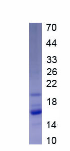 Recombinant Nerve Growth Factor (NGF)