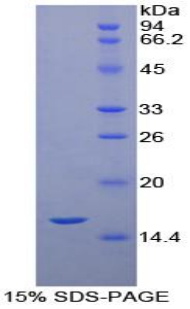 Recombinant Neurotrophin 3 (NT3)