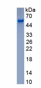 Recombinant Oncostatin M (OSM)