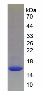 Recombinant Betacellulin (bTC)