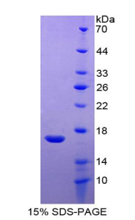 Recombinant Regulated On Activation In Normal T-Cell Expressed And Secreted (RANTES)