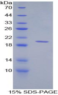 Recombinant Cluster Of Differentiation 30 Ligand (CD30L)