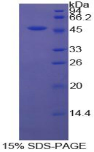 Recombinant Cluster Of Differentiation 40 Ligand (CD40L)