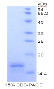 Recombinant Cluster Of Differentiation 40 Ligand (CD40L)