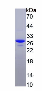 Recombinant Cluster Of Differentiation 40 Ligand (CD40L)