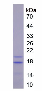 Recombinant Cluster Of Differentiation 40 Ligand (CD40L)