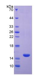 Recombinant Cluster Of Differentiation 40 Ligand (CD40L)