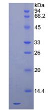 Recombinant Stromal Cell Derived Factor 1 (SDF1)