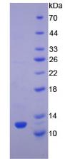 Recombinant Transforming Growth Factor Alpha (TGFa)