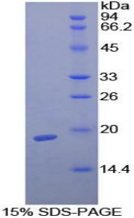 Recombinant Transforming Growth Factor Beta 1 (<b>TGFb1</b>)