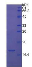 Recombinant Transforming Growth Factor Beta 1 (<b>TGFb1</b>)