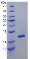 Recombinant Transforming Growth Factor Beta 1 (<b>TGFb1</b>)