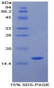 Recombinant Transforming Growth Factor Beta 1 (TGFb1)