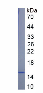 Recombinant Tyrosine Kinase With Immunoglobulin Like And EGF Like Domains Protein 1 (Tie1)