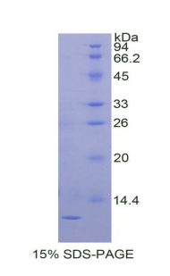 RPA128Eq01.jpg