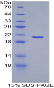 RPA133Eq01.jpg