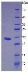 Recombinant Tumor Necrosis Factor Beta (TNFb)