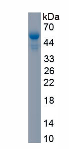 Recombinant Thrombopoietin (TPO)