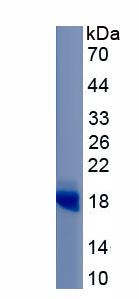 Recombinant Vascular Endothelial Growth Factor A (VEGFA)