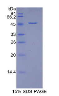 Recombinant Vascular Endothelial Growth Factor A (VEGFA)