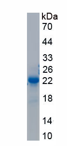 Recombinant Vascular Endothelial Growth Factor A (VEGFA)