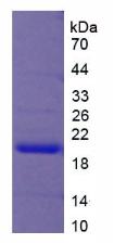 Recombinant Vascular Endothelial Growth Factor A (VEGFA)