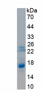 Recombinant Vascular Endothelial Growth Factor B (VEGFB)