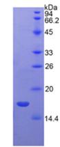 Recombinant Vascular Endothelial Growth Factor B (VEGFB)