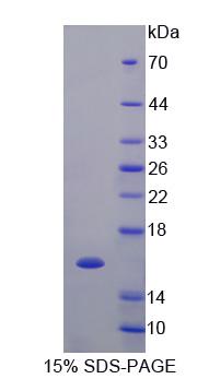 Recombinant Vascular Endothelial Growth Factor C (VEGFC)