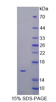 Recombinant Vascular Endothelial Growth Factor C (VEGFC)