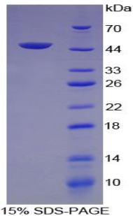 Recombinant Vascular Endothelial Growth Factor C (VEGFC)