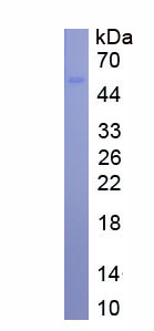 Recombinant Vascular Endothelial Growth Factor C (VEGFC)