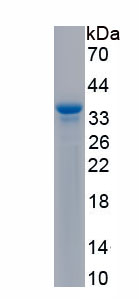 Recombinant Olfactomedin 4 (OLFM4)