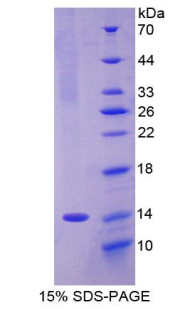 Recombinant Olfactomedin 4 (OLFM4)