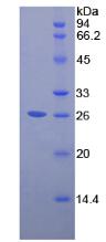 Recombinant Pepsinogen A (PGA)