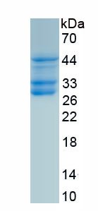 Recombinant Prostaglandin E Synthase, Microsomal (PTGES)