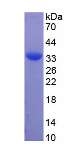 Recombinant Staphylococcal Protein A (SPA)