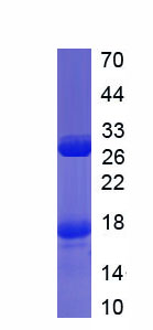 Recombinant Meprin A Alpha (MEP1a)