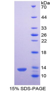 Recombinant Platelet Factor 4 (PF4)