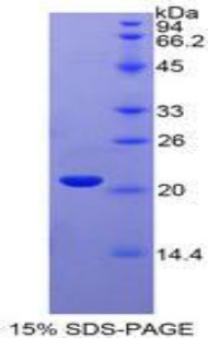 Recombinant Interferon Alpha 4 (IFNa4)