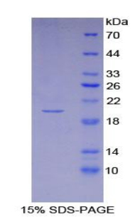 Recombinant Interferon Alpha 4 (IFNa4)