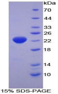 Recombinant Interferon Alpha 2 (IFNa2)