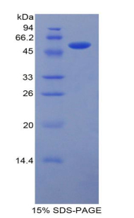 Recombinant Laminin Beta 1 (LAMb1)